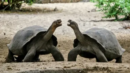 Fotografía de archivo que muestra un duelo entre dos ejemplares de tortugas gigantes en el Centro de Crianza de Tortugas Gigantes Arnaldo Tupiza Chamaidan de las Islas Galápagos (Ecuador).
