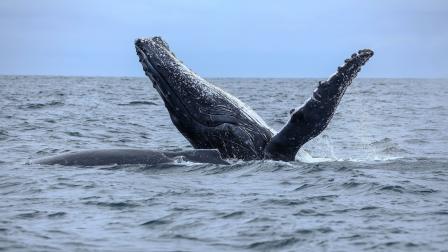 Cada año, entre junio y septiembre, cerca de 6 mil ballenas jorobadas llegan desde la Antártida a las cálidas aguas del perfil costero de Ecuador.