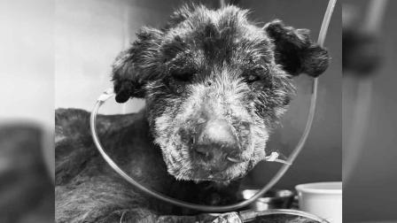 Esperanza, la perrita que fue quemada en Quito, murió el jueves 5 de junio del 2025.
