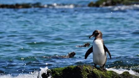 Los pingüinos de Galápagos son una especie endémica que puede ser adoptada para apoyar a su conservación.