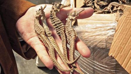 Más de 2 900 caballitos de mar disecados se decomisaron en un operativo en Tulcán, en la frontera norte de Ecuador.