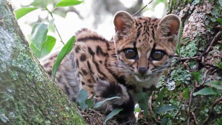 El tigrillo es una especie en peligro de extinción en Ecuador.