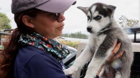 Equipo de la Unidad de Bienestar Animal rescató a cachorros.