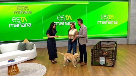 Macarrón fue un invitado al programa de esTAmañana en el cual se dieron detalles sobre el cuidado de mascotas.
