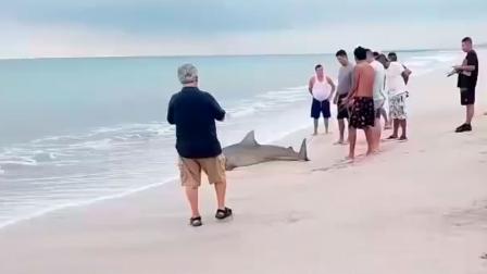 Un tiburón toro quedó varado en la playa de Crucita, Manabí.