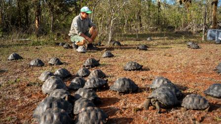 Las tortugas gigantes son endémicas de Galápagos y son una especie en riesgo.