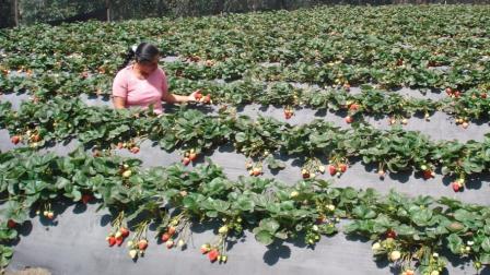 Programa de migración circular para trabajadores agrícolas