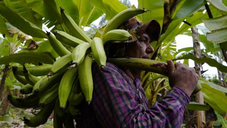 Las lluvias es otro de los factores que ha provocado daños en los cultivos del plátano verde en Ecuador .