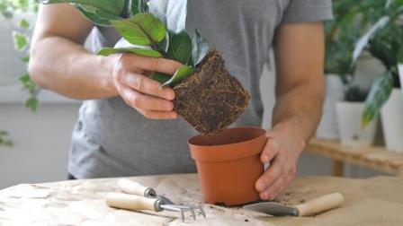 Las plantas emiten señales cuando necesitan ser trasplantadas.