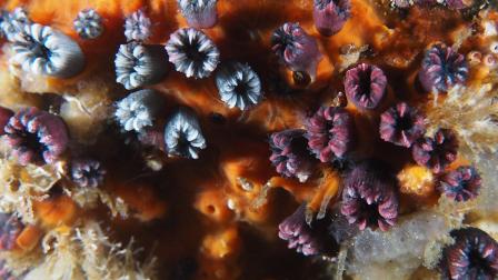 Investigadores de la Fundación Charles Darwin confirmaron la existencia y "reproducción activa" de un coral solitario endémico en Galápagos.