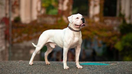 Imagen referencial de un perro de raza Pitbull, similar al que atacó en Guayaquil a una estudiante.