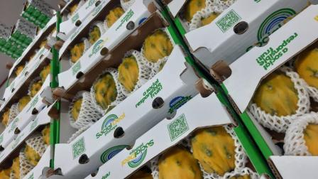 La pitahaya es una fruta ecuatoriana que se produce principalmente en la Amazonía y se exporta a países como China y Estados Unidos.