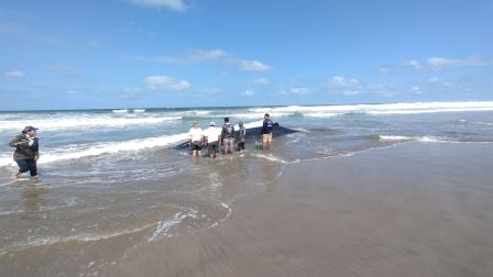 Ciudadanos hallaron dos ballenas varadas en Engabao y Engunga, provincia de Guayas.