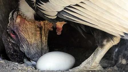 Ares, identificada con la banda alar número seis desde 2014, realizó la incubación de un huevo en las alturas de Pichincha.