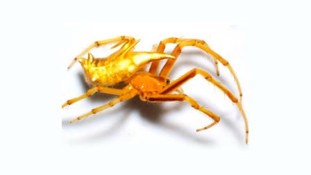 Dos nuevas especies de arañas tejedoras son descubiertas en la Amazonía ecuatoriana