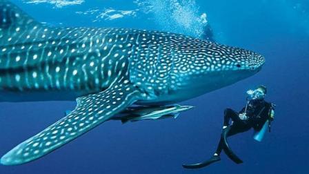 Científicos monitorean a los tiburones ballenas que llegan a las Islas Galápagos.