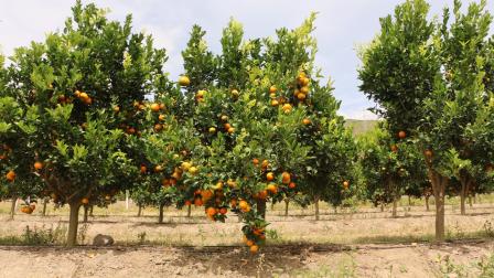 La mandarina tango se cosecha en la provincia de Imbabura, en el norte de Ecuador.