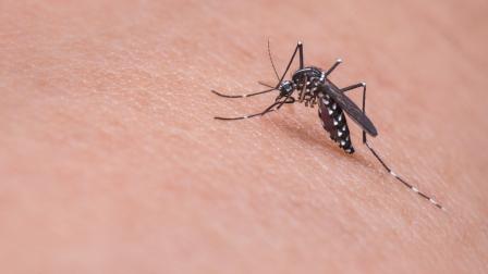 Perú y Ecuador coordinan acciones de control y prevención de la malaria en zonas fronterizas.