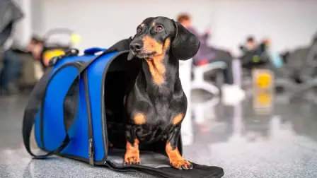 De acuerdo con la normativa ecuatoriana, las mascotas deben viajar en un kennel.