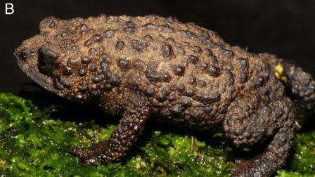 La nueva especie fue descubierta en Tungurahua, en la Sierra Centro de Ecuador.