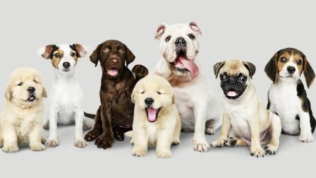 Las mascotas, al igual que los humanos, también pueden sufrir de depresión.