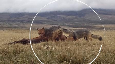 Impactos de perros domésticos sobre vertebrados nativos en los Andes de Ecuador