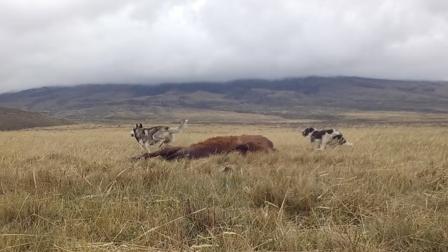 Impactos de perros domésticos sobre vertebrados nativos en los Andes de Ecuador