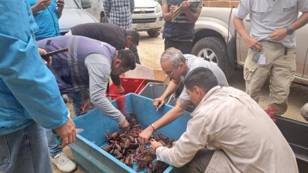 Personal de Senae decomisó los cangrejos en el Aeropuerto Mariscal Sucre de Quito