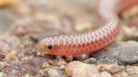 Un equipo del ministerio de Medio Ambiente y de un grupo de conservación vio la serpiente hilo de Barbados.