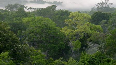 Palora-Pastaza es parte del proyecto Corredores de Conectividad Amazónica, liderado por el MAATE y CI-Ecuador.