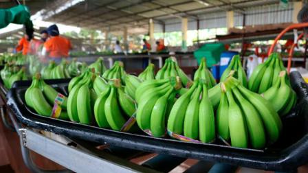 El babano ecuatoriano es uno de los productos que más se exporta a EEUU.