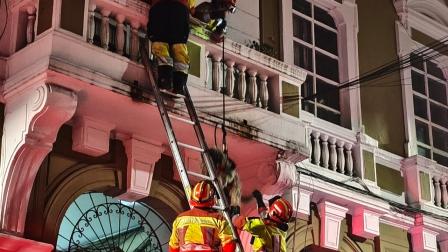Bomberos de Quito rescataron a una perrita mientras paría a sus cachorros en un balcón.