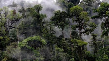 El Chocó Andino es una zona megadiversa con especies únicas de flora y fauna.