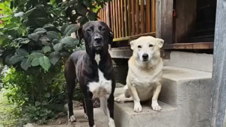 Rocky salió desde Mindo junto a los corredores del trail Quito y se perdió.