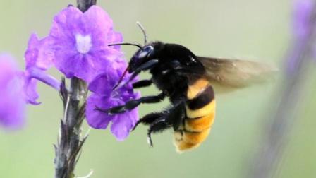 Las especies de abejas euglosinas empezaron a descubrirse en 1961.
