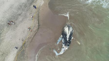 Personal ambiental activó los protocolos para retirar a la ballena de 20 metros de la playa Santa Marinita