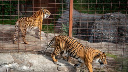 El zoológico ofrece aplicar eutanasia a animales antes de ser entregados a los depredadores.