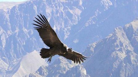 El cóndor andino puede alcanzar tres metros y se encuentra principalmente en la región Sierra.