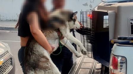 Sanción para hombre que vendía cachorros de perros en el parque La Carolina de Quito.
