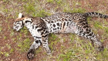 Un ocelote fue hallado muerto por guardias de seguridad en un puerto privado.