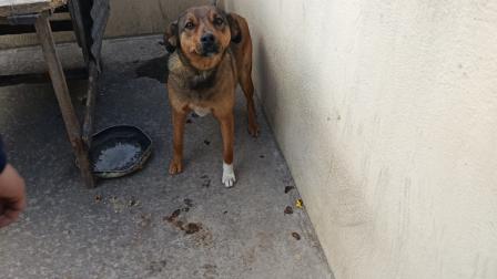 La Unidad de Bienestar Animal rescató a un perro abandonado en una casa.