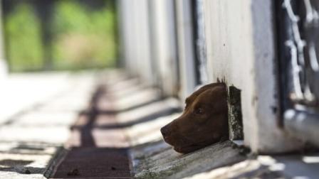 Los perros fueron abandonados por aproximadamente dos meses en una finca. Imagen Referencial