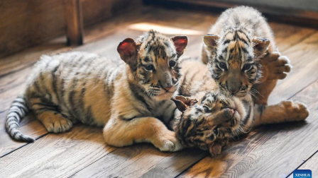 Cachorros de tigre siberiano en Parque del Tigre Siberiano
