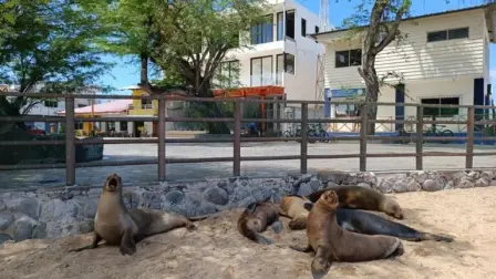 Los lobos marinos son reconocidos por ser amistosos con los seres humanos.