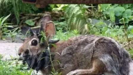 Las imágenes de los conejos con 'tentáculos' ha causado temor en redes sociales