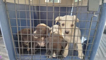 La Unidad de Bienestar Animal rescató a una perrita y sus cuatro cachorros, este jueves 14 de agosto del 2025.