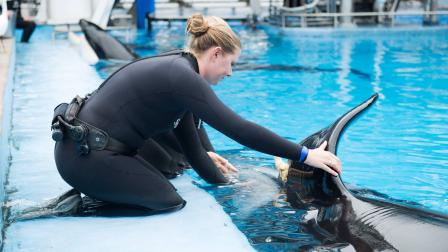 SeaWorld es uno de los parques acuàticos que ofrece encuentros naturales con orcas.