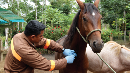 Cuatro provincias de Ecuador registran casos de influenza equina hasta agosto del 2025.