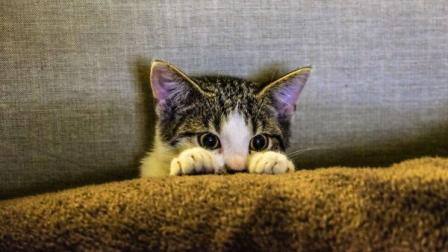 Foto referencial de un gato tomado de Internet