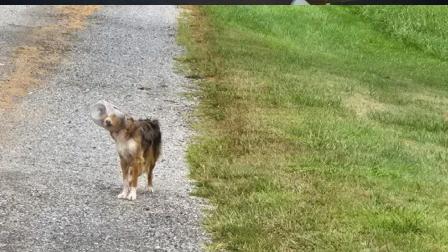 Una de las imágenes que circuló en redes sociales del animalito que después fue ubicado a través de las redes sociales.